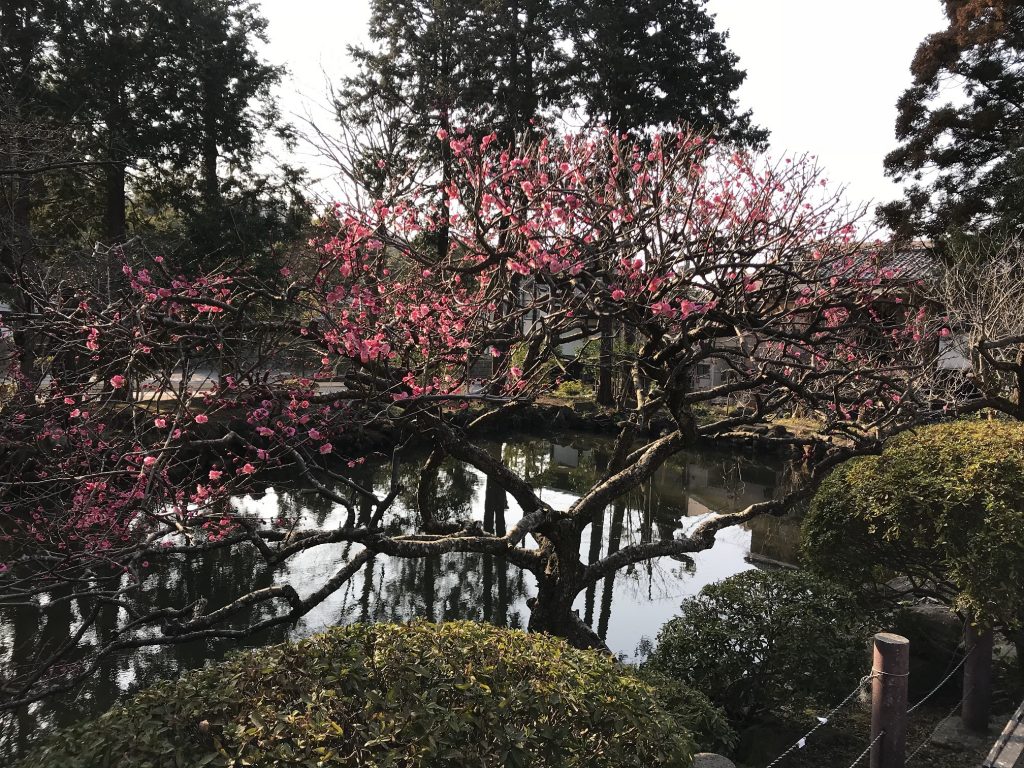 円覚寺参道 白鷺池と紅梅