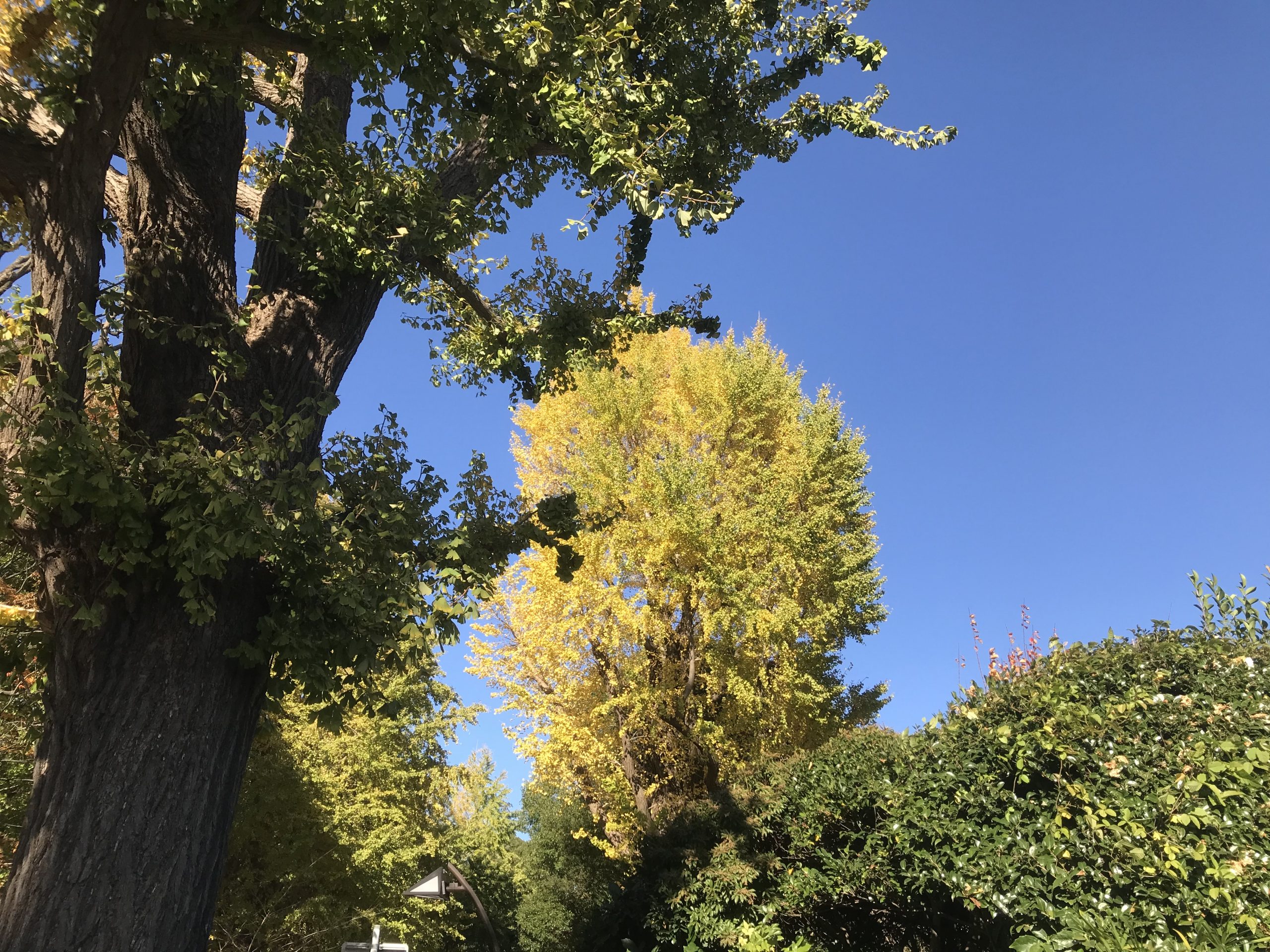 上野公園の秋