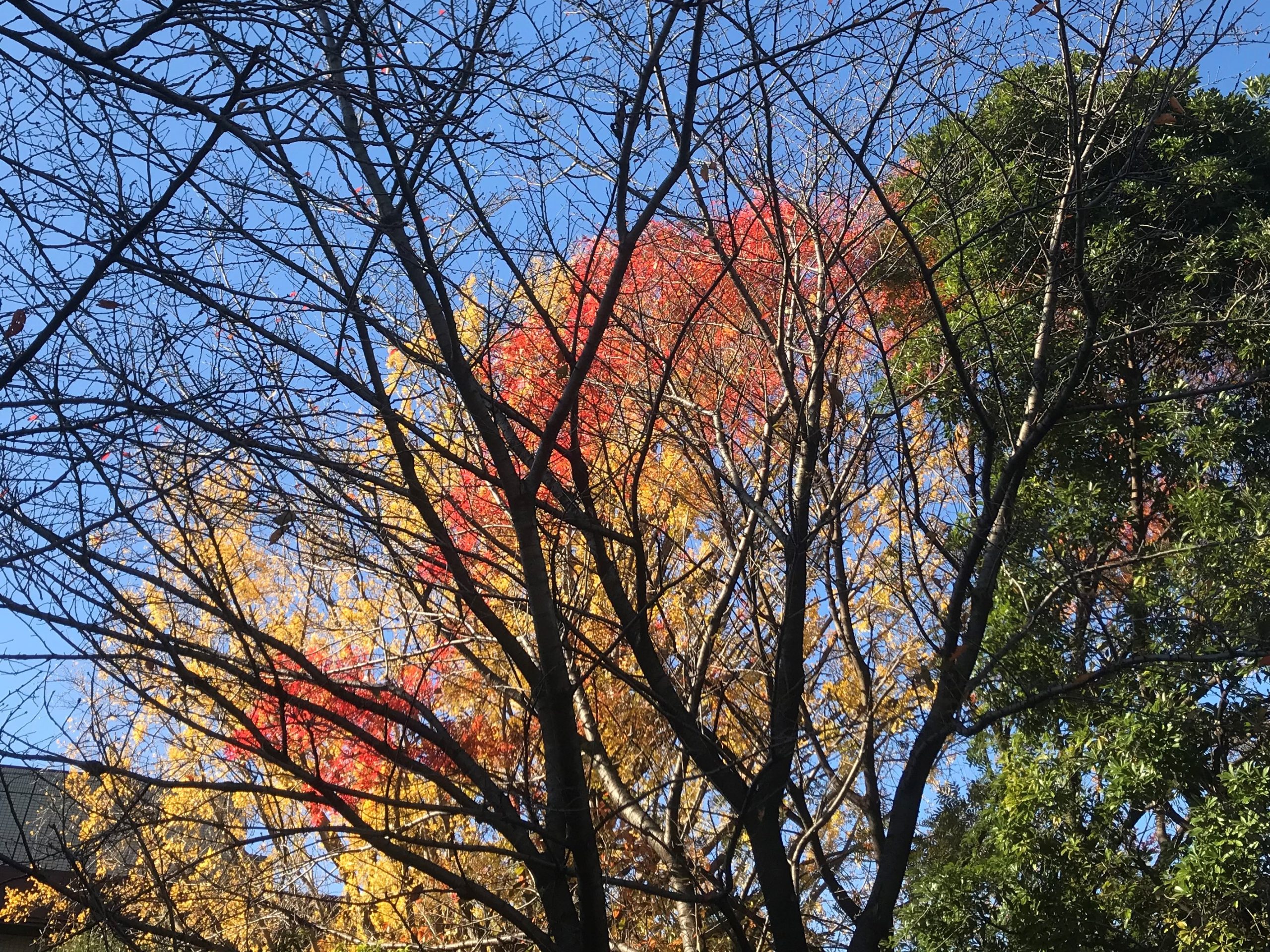 東京国立博物館 平成館手前の木々