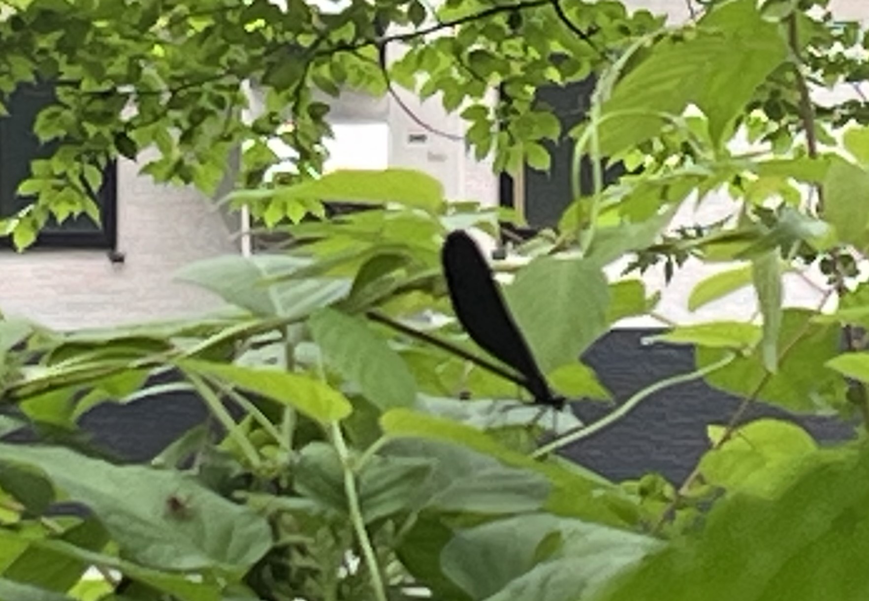 ハグロトンボ